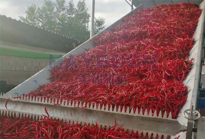 Pepper Drying Line in Burmese