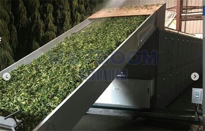 Large Hemp Leaf Dryer in USA