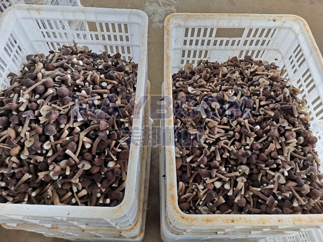 Heat Pump Mushroom Drying Solution